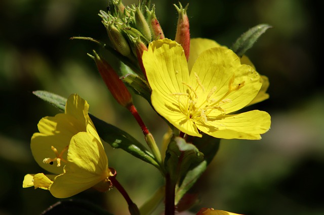 ¼ͣӣͣEvening Primrose Oil