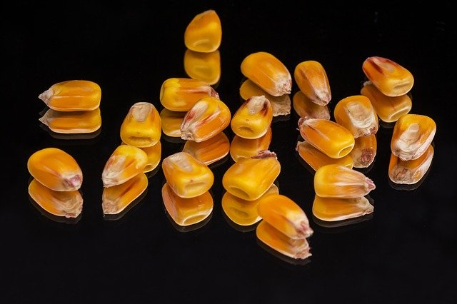 Corn Oil