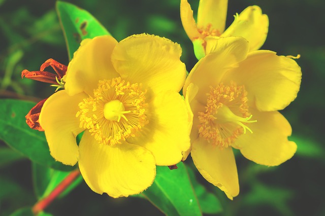 ʥԼSt. John's Wort Oil