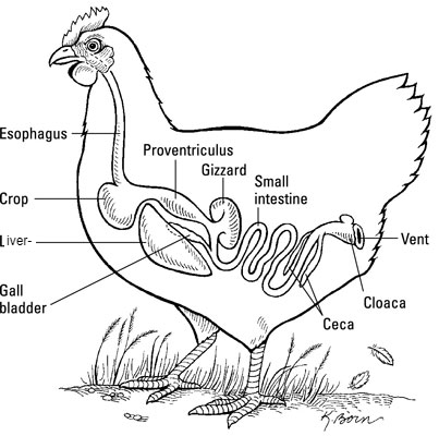 chicken digestive system chicken digestive system