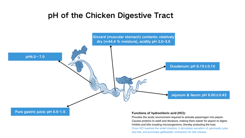 pH of the Chicken Digestive Tract pH of the Chicken Digestive Tract