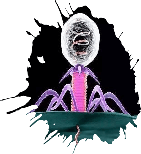 bacteriophage bacteriophage