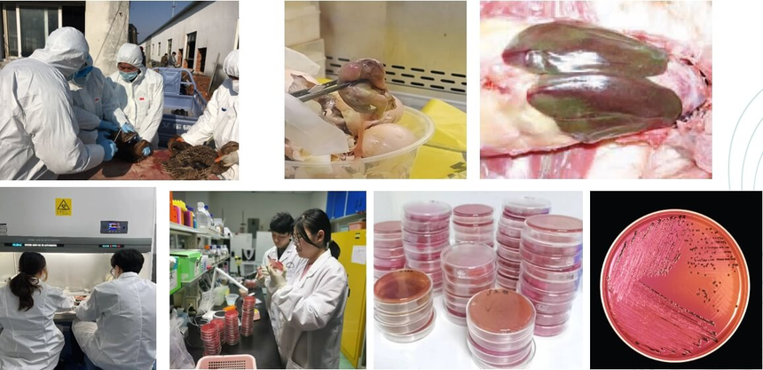 Phage Sample Collection & Pathogen IsolationCulture by Jinhai Pharmaceutical Phage Sample Collection & Pathogen IsolationCulture by Jinhai Pharmaceutical