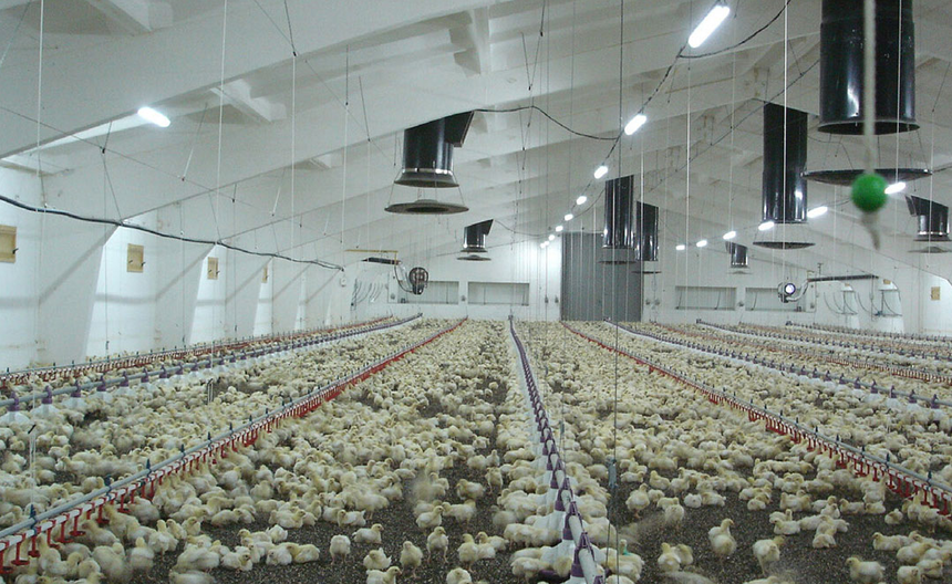 Poultry Ventilation and Airflow