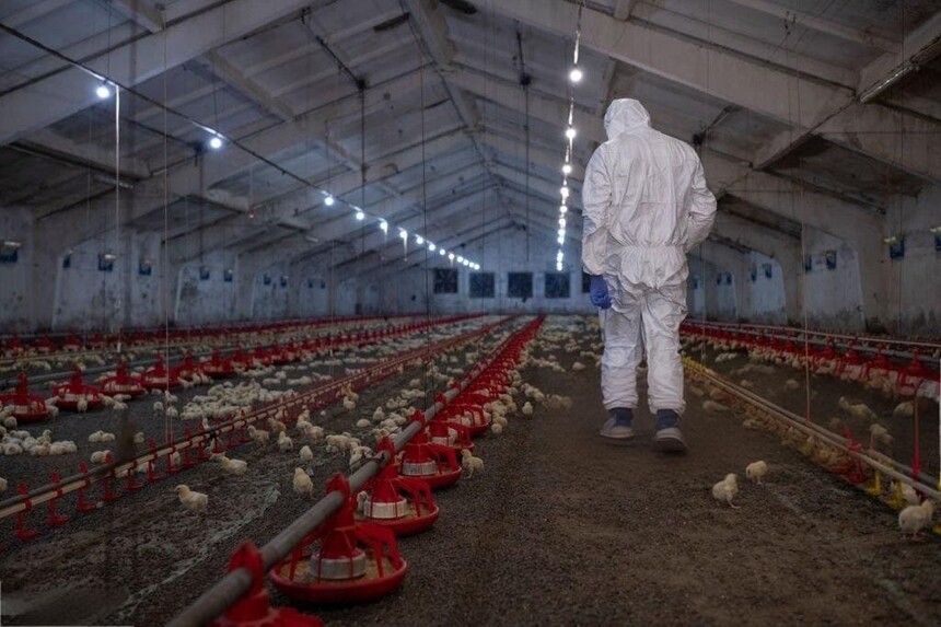 Poultry farm workers monitoring flock health for Newcastle disease prevention