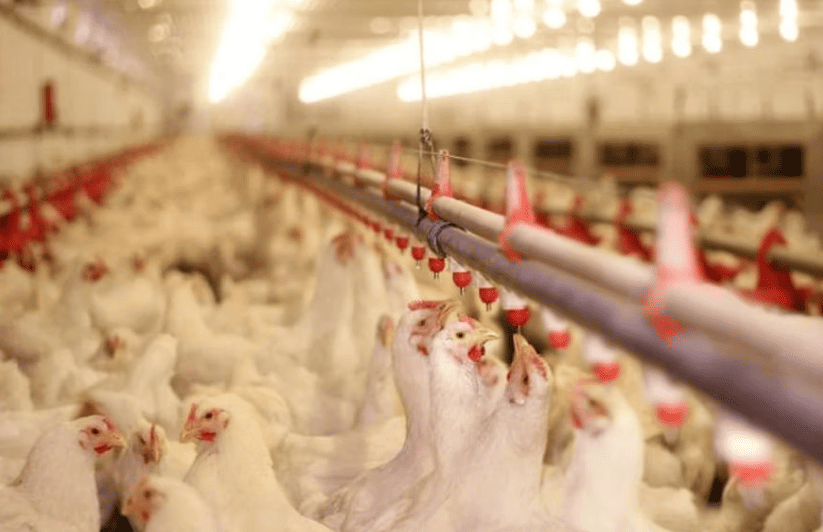 Cleaning poultry farm waterlines to prevent biofilm buildup