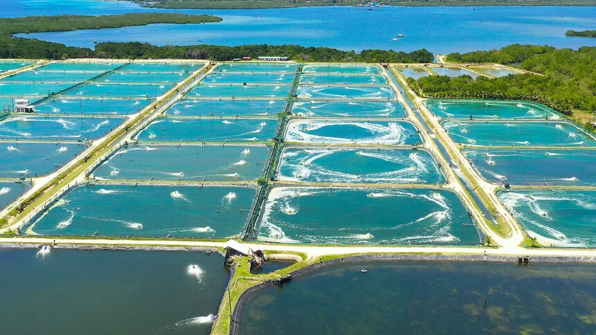 pond aquaculture