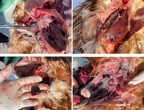 Necropsy photos of chickens with co-infection by E. coli and Salmonella