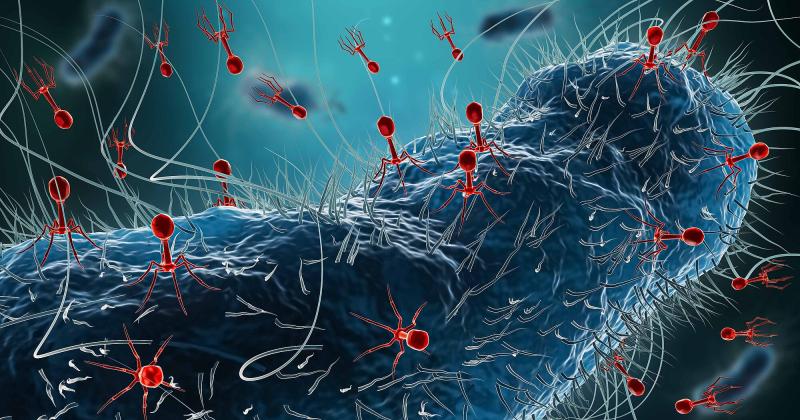 vibrio phage in aquaculture.jpg