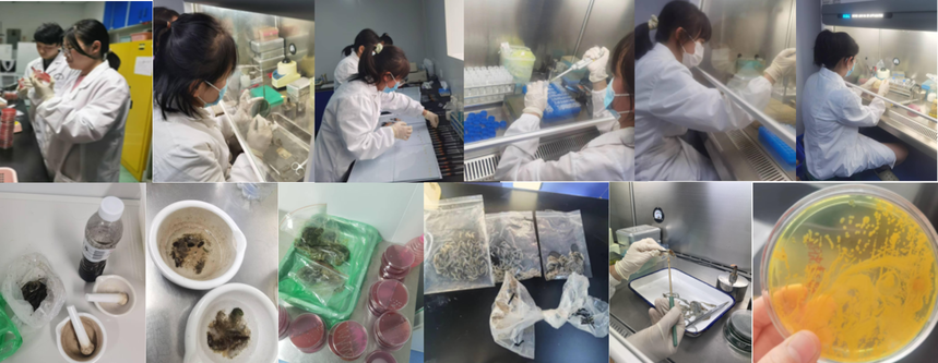 Vibrio Control in Aquaculture A Case Study.png