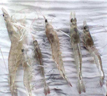 Dead shrimp before phage treatment.png