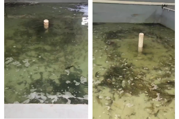 Vibrio Control in Aquaculture A Case Study  5.png