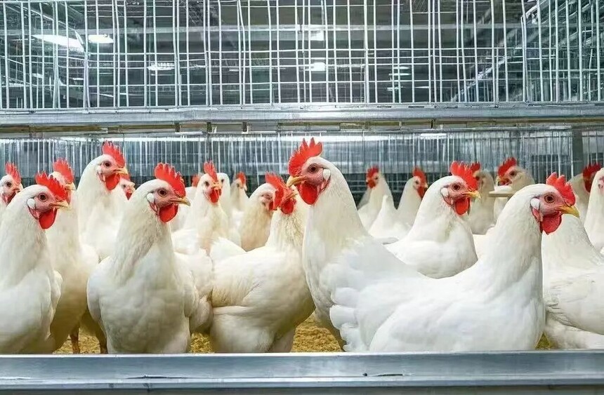A flock of healthy cage-breed white feather broilers
