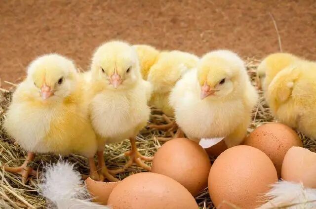 A scene with newly-hatched chicks next to unhatched eggs