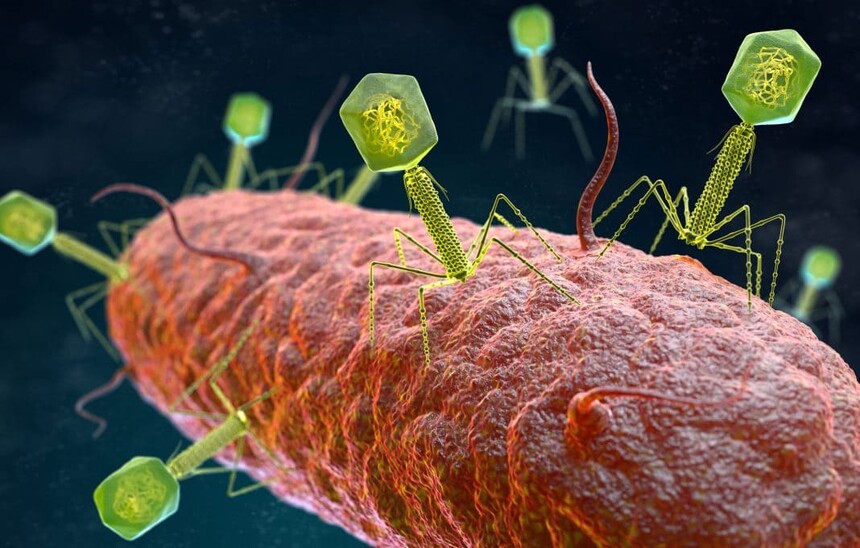 A microscopic 3D illustration of bacteriophages attaching to and infecting a bacterial cell, showing the mechanism of phage therapy