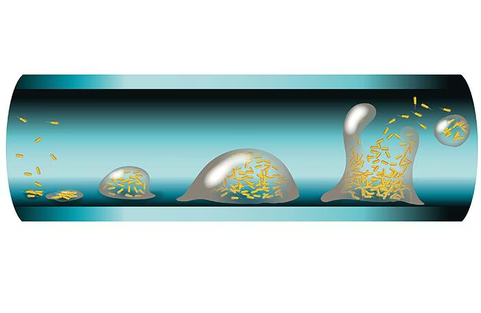 an.Biofilm-formation-1.jpg