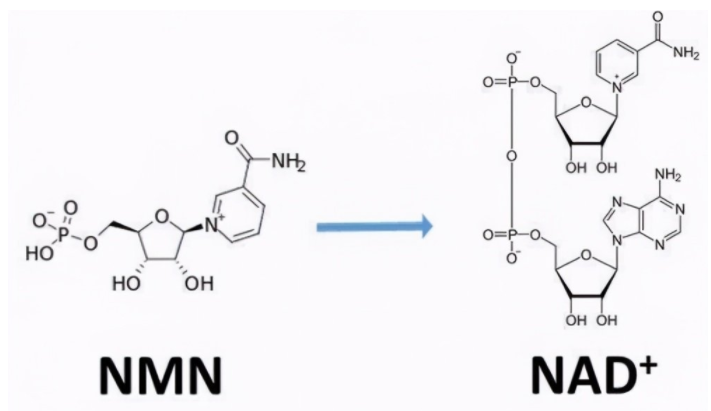 1644589485447267.png 下载 (16).png