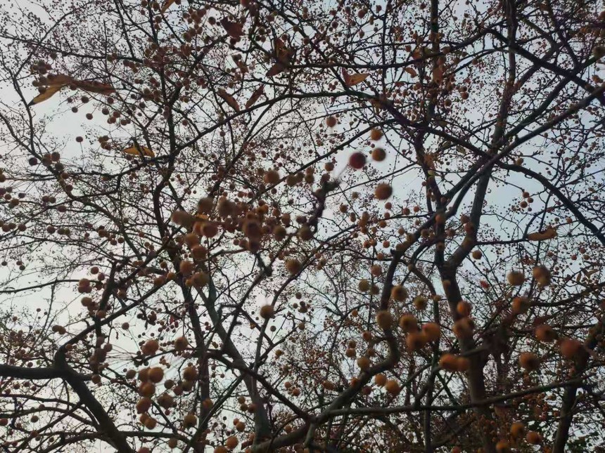 ΢ňDƬ_20201115221231.jpg