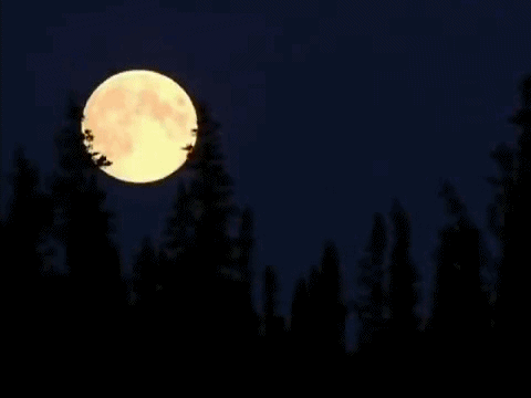 1631204330350977.gif