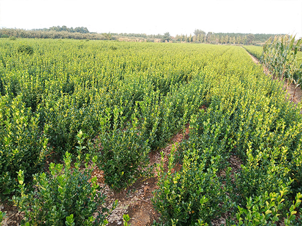 大叶黄杨绿篱毛球