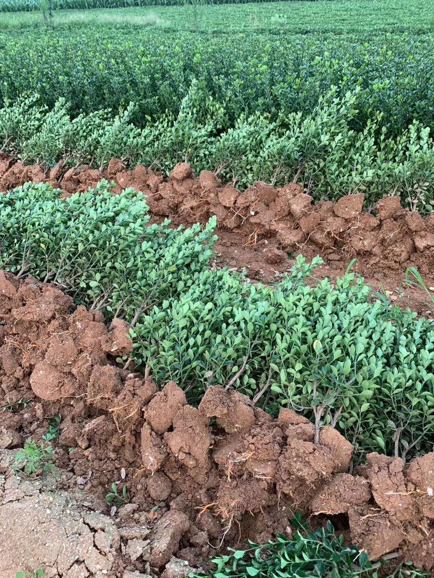 大叶黄杨苗_招远市绿瑞苗木种植专业合作社