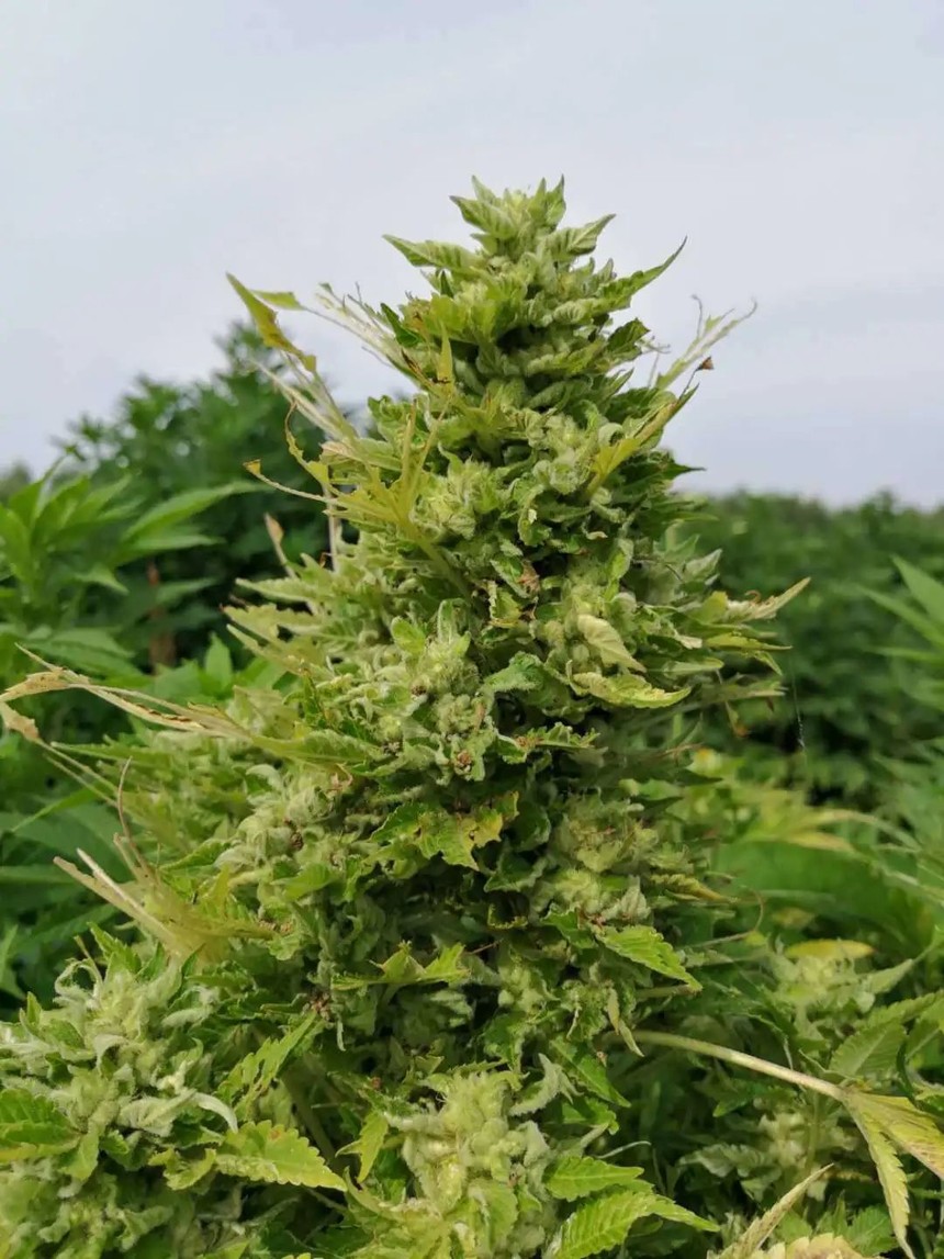 科普 我是认真的 意大利飞来利科技贸易有限公司