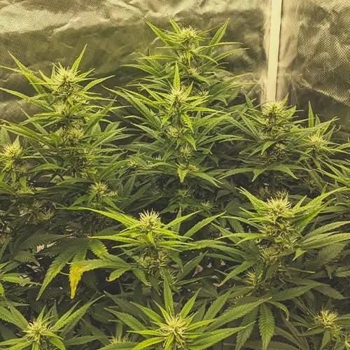 科普 我是认真的 意大利飞来利科技贸易有限公司