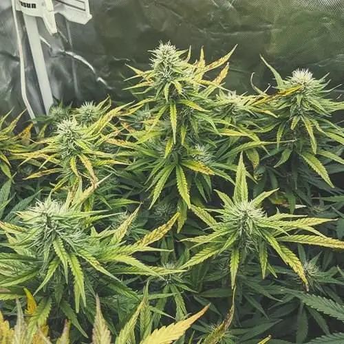 科普 我是认真的 意大利飞来利科技贸易有限公司
