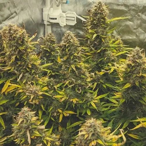科普 我是认真的 意大利飞来利科技贸易有限公司
