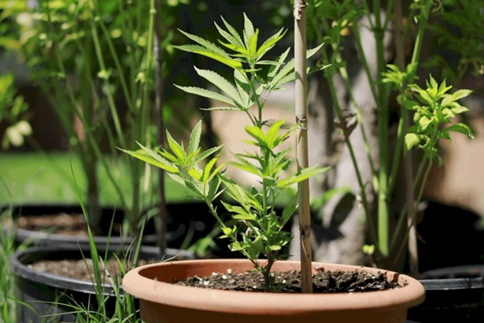 工业大麻 如何克隆自动开花型大麻品种 意大利飞来利科技贸易有限公司