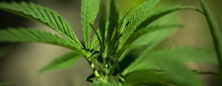 工业大麻 如何克隆自动开花型大麻品种 意大利飞来利科技贸易有限公司