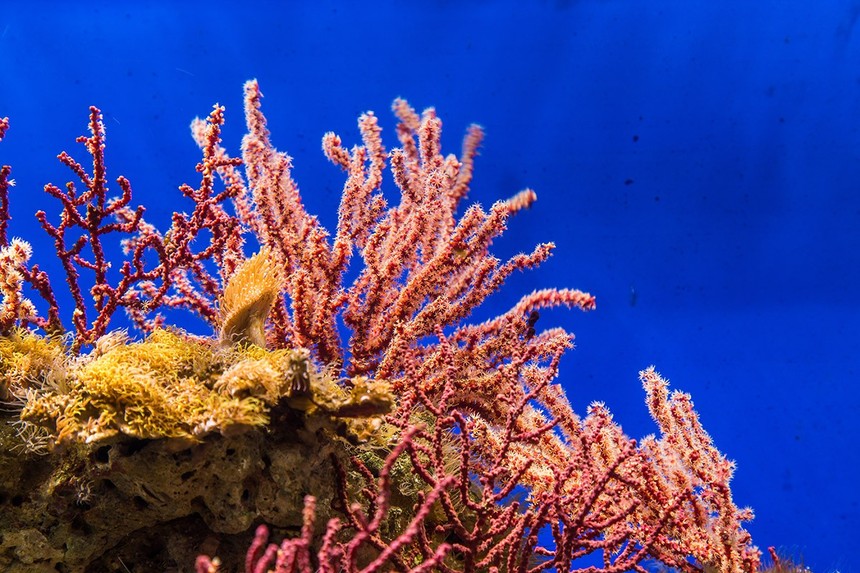 摄图网_501262123_美丽的海底珊瑚礁（非企业商用）.jpg