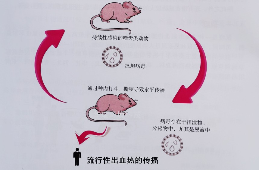  老鼠有什么病毒(怎样让老鼠离开屋子)