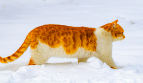 1772677535155656.png image.png