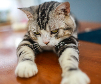 1775314789259698.png image.png