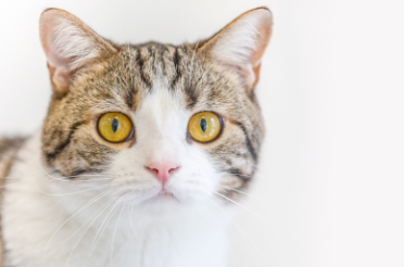 1775533930185104.png image.png