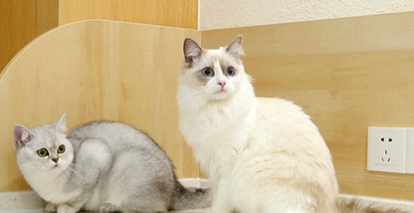 1775787472681800.png image.png