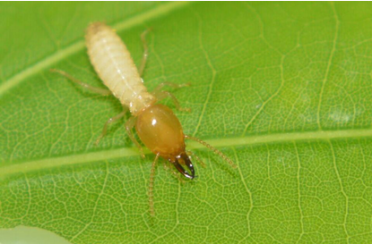 白蚁防治服务_江西佳净有害生物防治有限公司