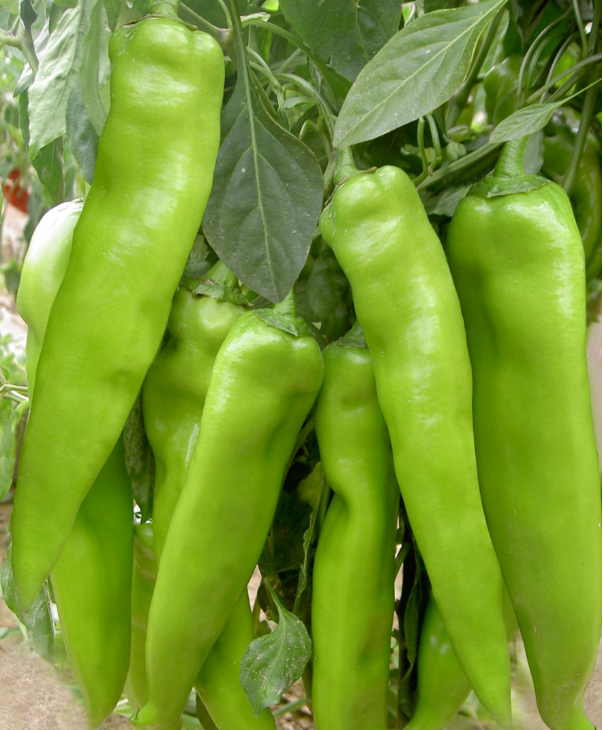 Picture 6.png