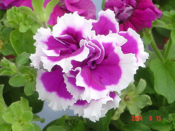 1603354740537674.jpg Picture-4_4.jpg