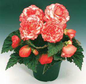 Picture-4_8.jpg