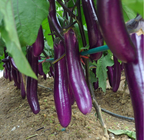 中中农业园有机茄子1500g包邮