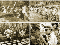 陈凯歌回忆录：青山——云南农场知青岁月