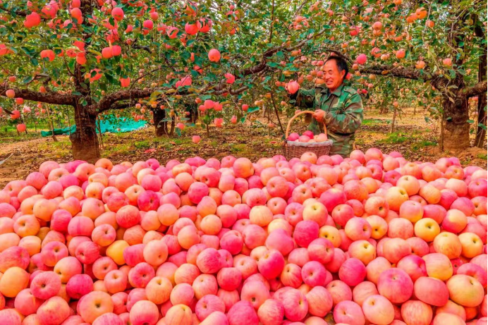 1730099186478793.png d154d11558a49fa9e24bcbe874b3636.png