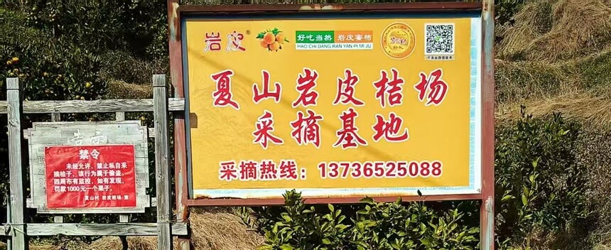 1762681665665555.jpg 橘子9.jpg