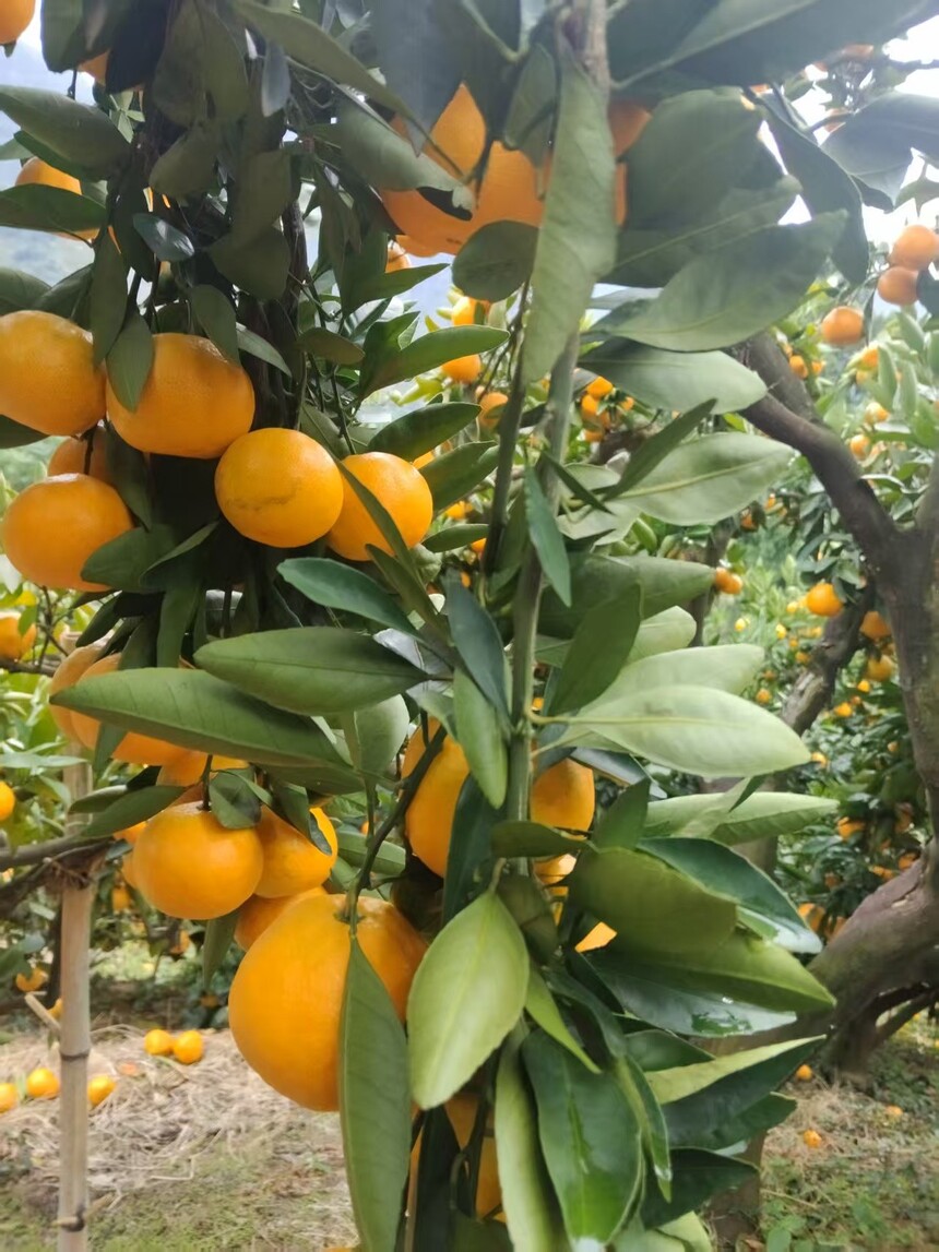 1762683157832114.jpg 橘子15.jpg