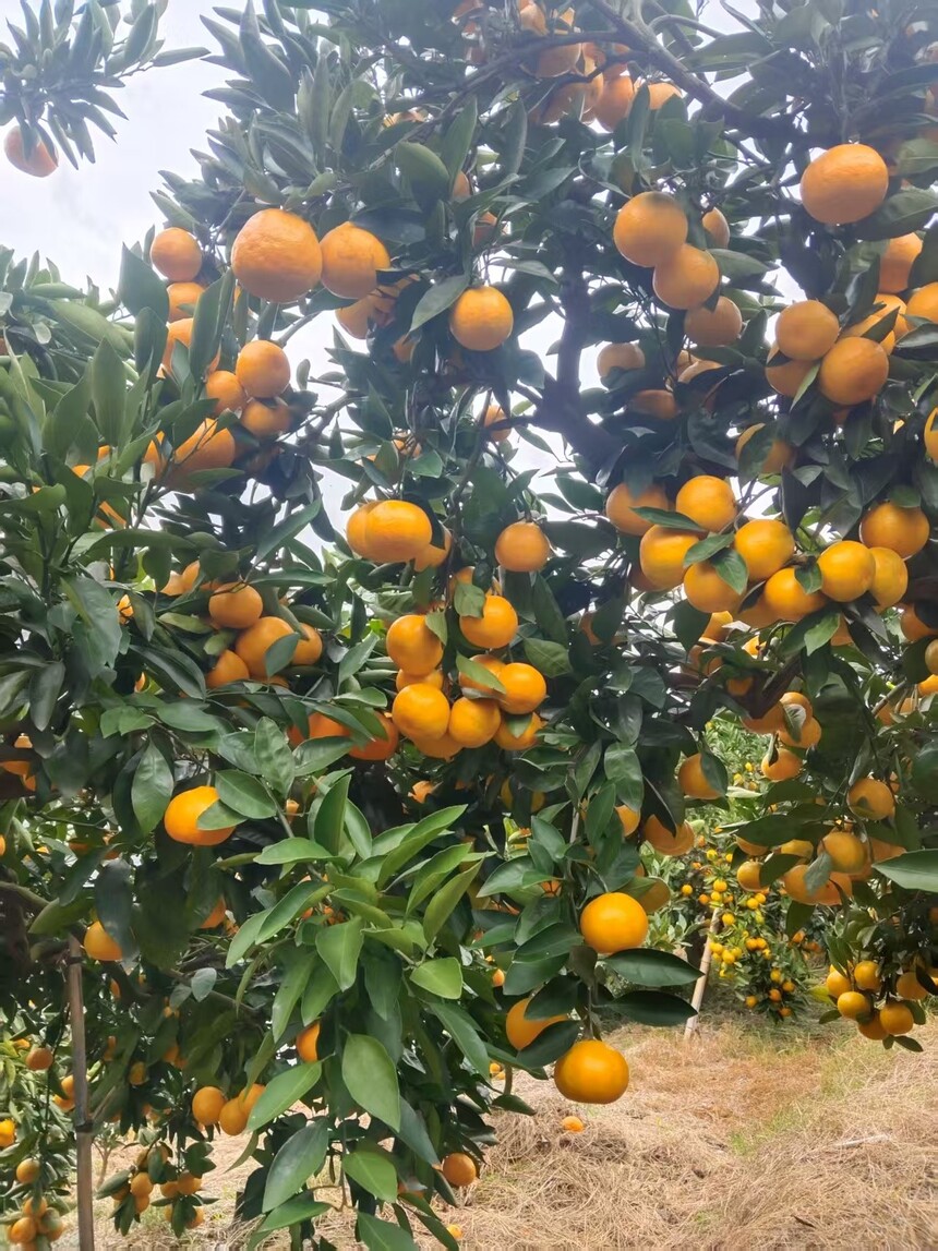 1762683194535942.jpg 橘子16.jpg