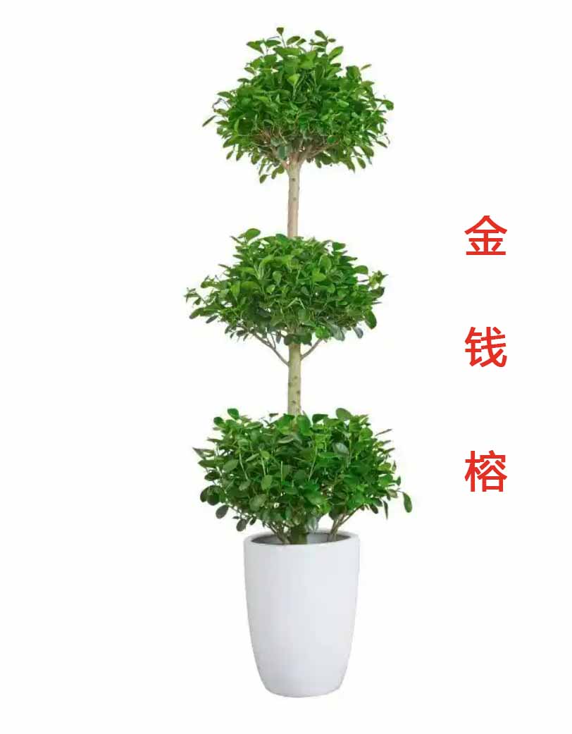 Ǯ.jpg