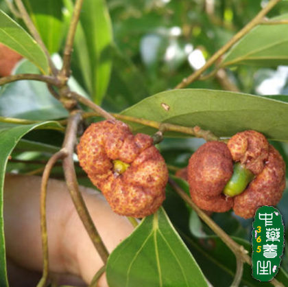 阴香皮,广东桂皮,小桂皮,山肉桂,山玉桂_中医养生|养生饮食文化|中药