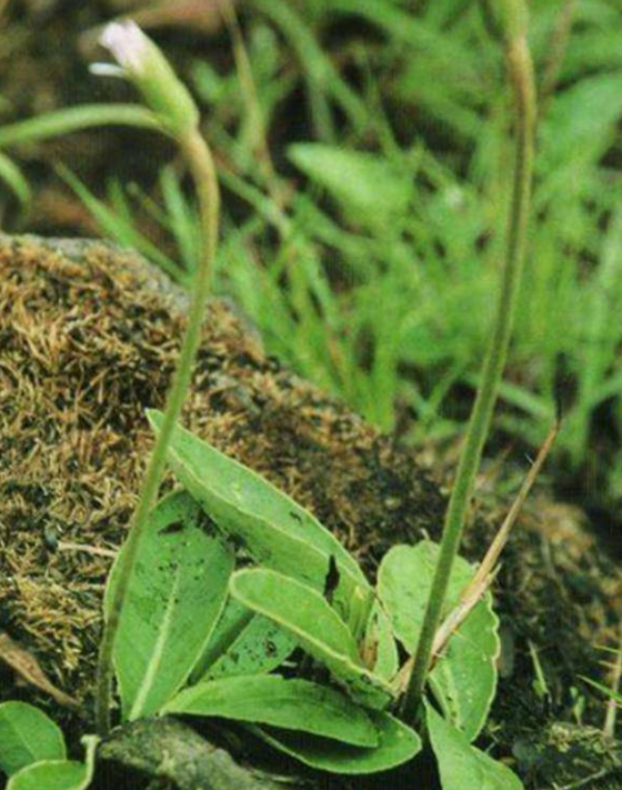 一支箭，一支枪、蛇咬子、小青藤